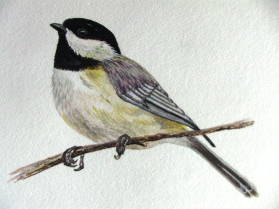 900x675 Black Capped Chickadee By Davisthesecond - Black Capped Chickadee Painting