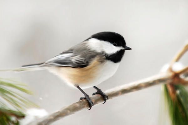 600x401 Natural Spirit By Christina Rollo Black - Black Capped Chickadee Painting