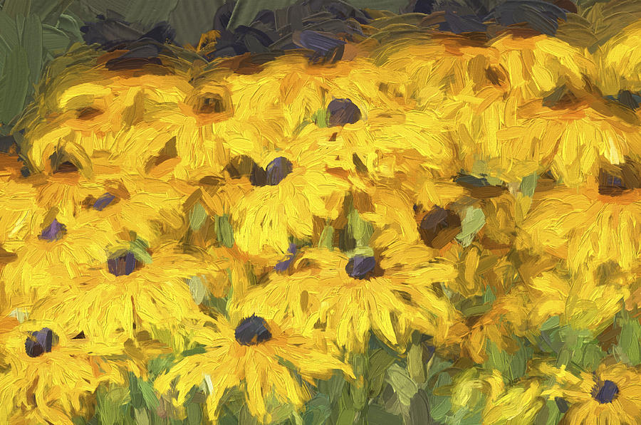 900x597 Black Eyed Susans Digital Oil Painting 2 Photograph By Sharon Talson - Black Eyed Susan Painting
