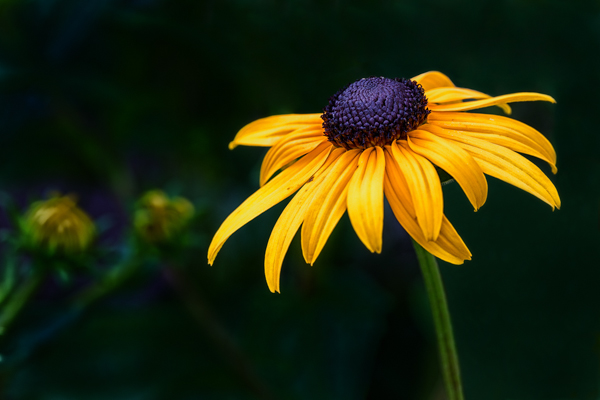600x400 Nature Amp Travel Photo Of The Day, Black Eyed Susan 31413 - Black Eyed Susan Painting