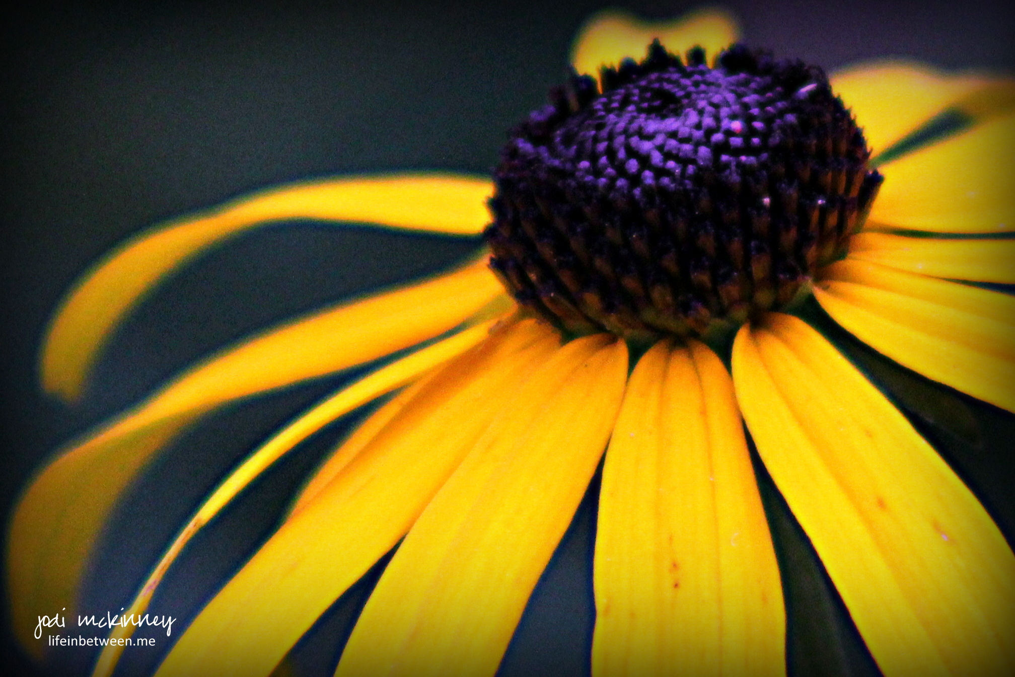 2016x1345 The Creative Life In Between Cherishing The Moments - Black Eyed Susan Painting