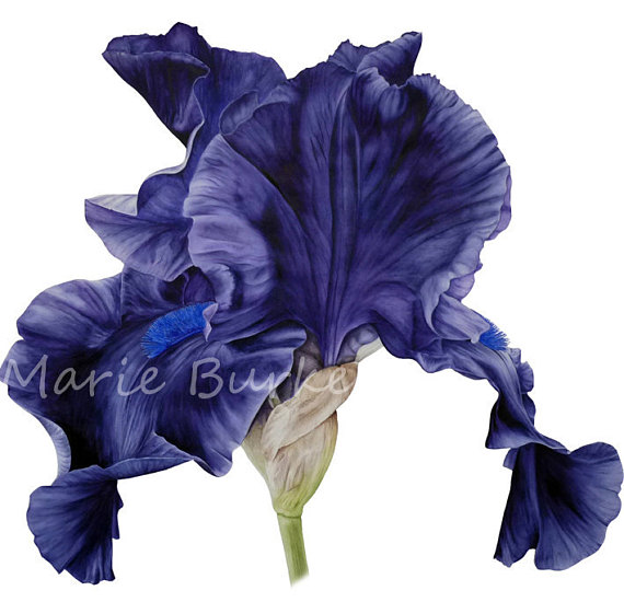 570x550 Black Iris Botanical Print Irises Fine Art Print Watercolor - Black Iris Painting