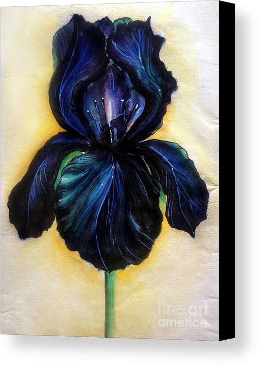 533x750 Black Iris Flower Canvas Print Canvas Art By Sofia Metal Queen - Black Iris Painting