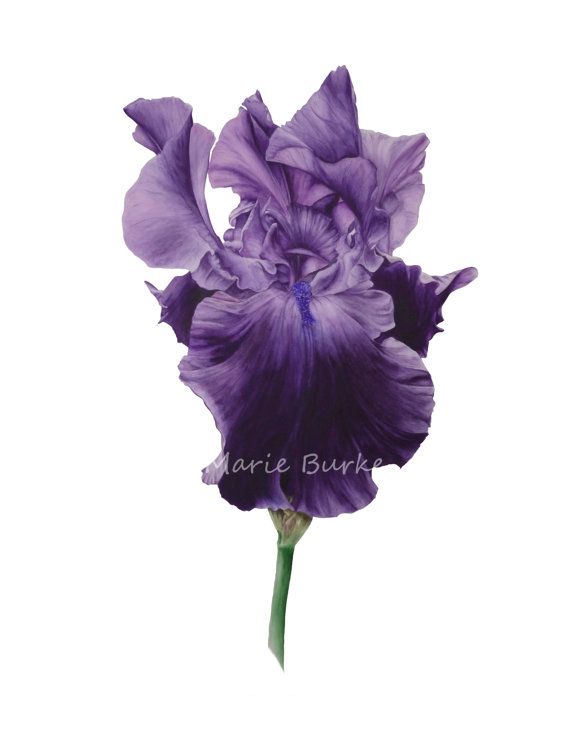 570x734 Black Iris Iii Large Fine Art Botanical Print, 11 X 16 Or 13 X - Black Iris Painting