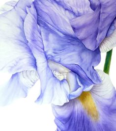 236x267 Black Iris Painting - Black Iris Painting