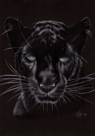 316x450 Black Panther 14 Jaguar Big Cat Pencil Painting Sandrine Curtiss - Black Jaguar Painting