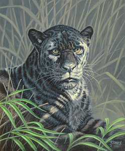 249x300 Black Jaguar Painting By Paul Krapf - Black Jaguar Painting