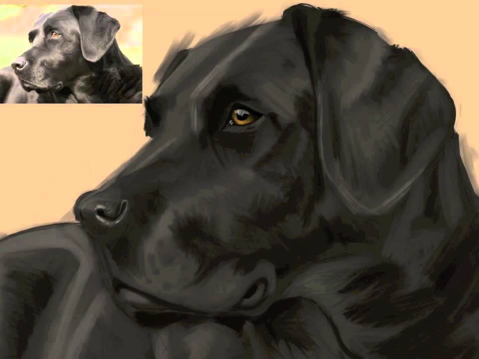 960x720 Black Lab Speed Painting - Black Lab Painting