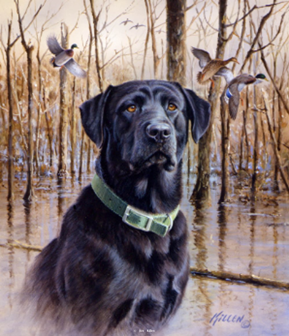 1000x1164 Great Retrievers Black Lab Mallard - Black Lab Painting