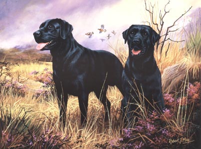 403x300 Black Labrador Open Edition Print Rmgdp4 - Black Labrador Painting