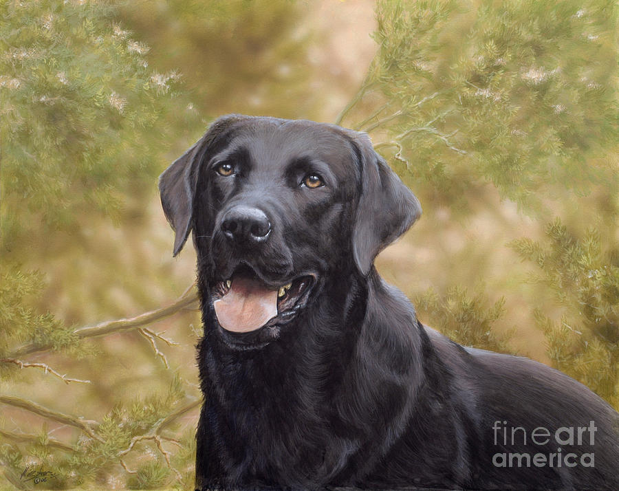 900x714 Black Watch Painting By John Silver - Black Labrador Painting
