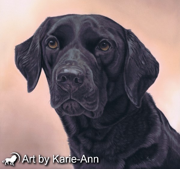 600x563 Black Labrador Dog Painting In Pastel - Black Labrador Painting