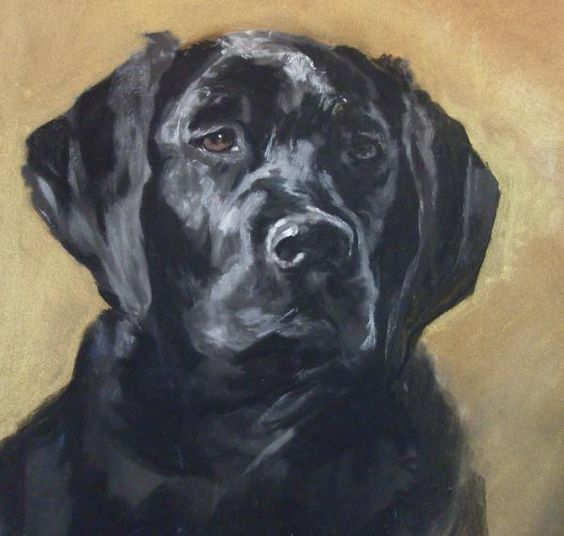 564x536 Debbie Anderson Dog Paintings Dog, Dog Portraits - Black Labrador Painting