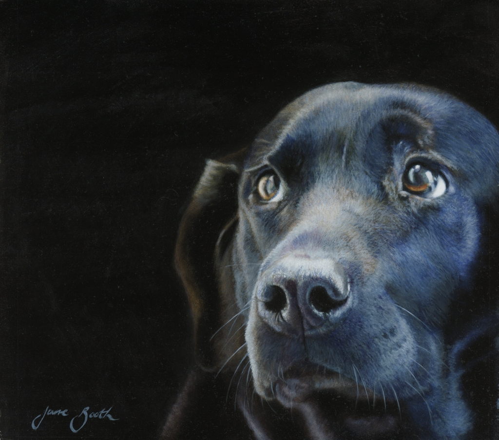 1024x904 Dogs Jane Booth Fine Art Paintings - Black Labrador Painting