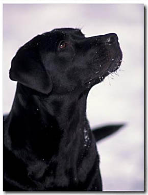 290x382 Labrador Retriever Gifts Black Lab Art Prints, Posters, Paintings - Black Labrador Painting