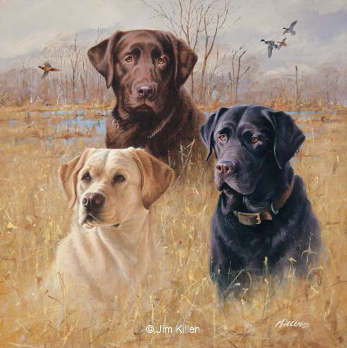 503x504 Marsh Masters - Black Labrador Painting