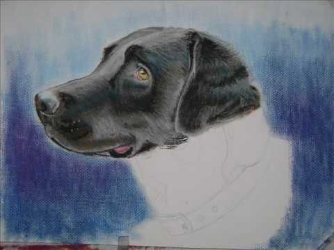 480x360 Pastel Painting Of Duke (A Black Labrador) - Black Labrador Painting