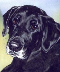 236x280 Black Lab Canvas Print Canvas Art By Debbie Anderson Black - Black Labrador Painting