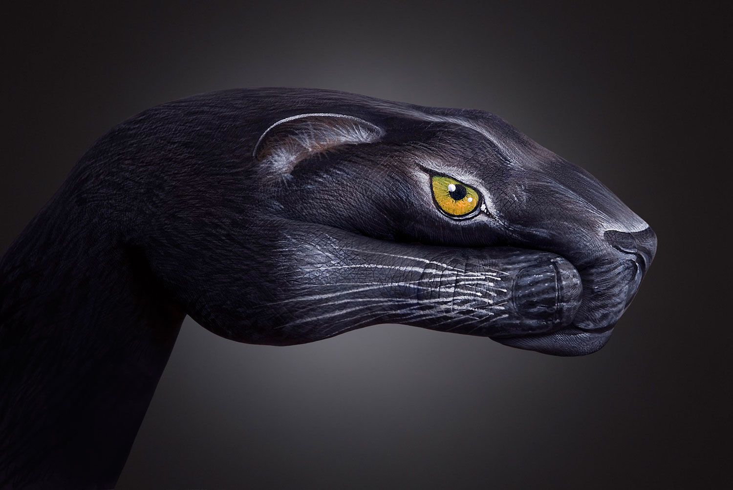 1500x1004 6947 1500x1004 Black panther Guido daniele Solo Miotic pupil - Black Panther Painting