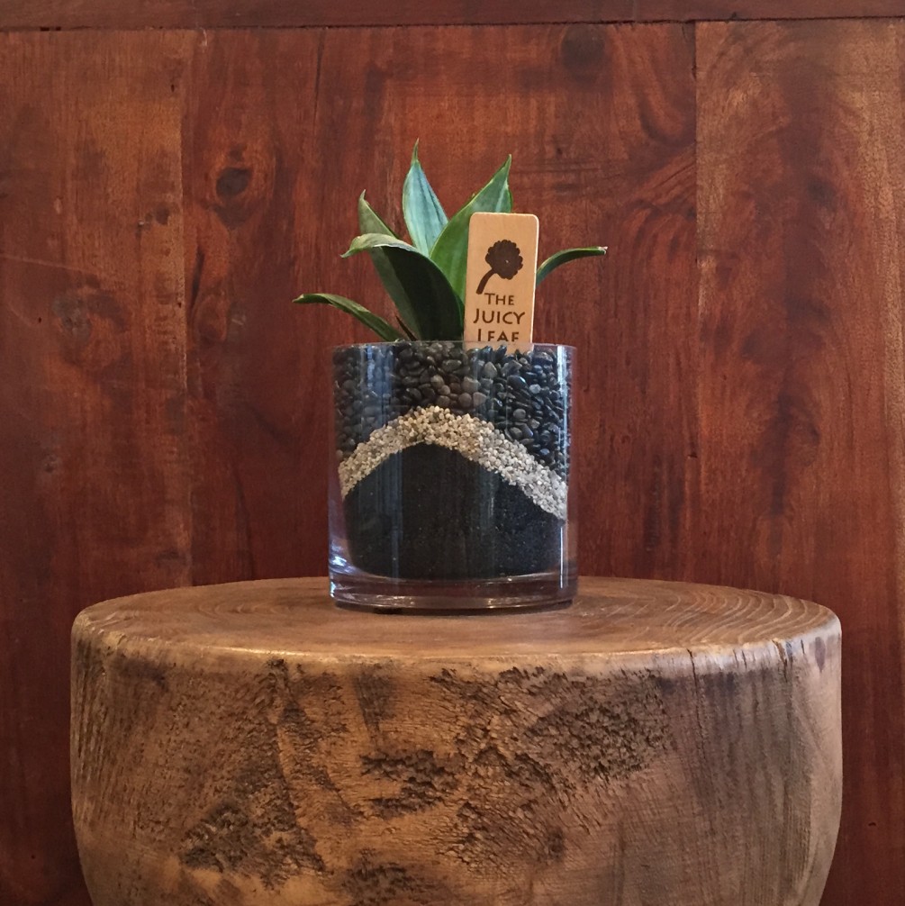 1005x1006 Succulent In A Cylinder Vase With Black Sand Amp Black Rock - Black Rock Painting