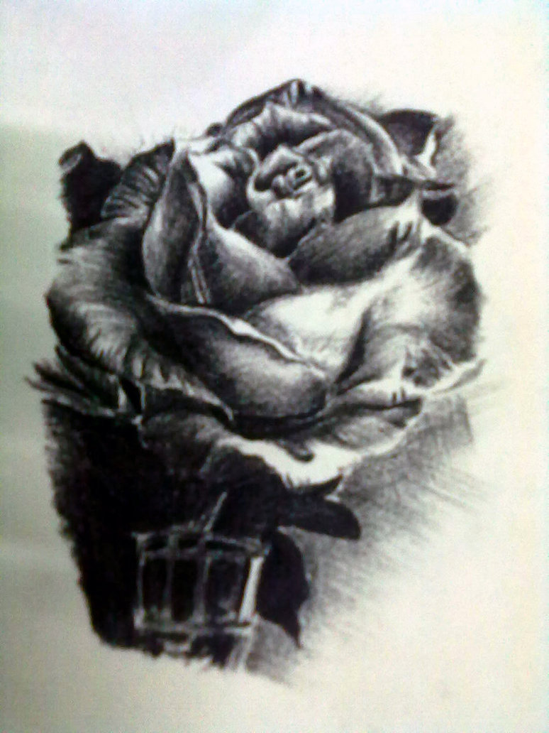 774x1032 Black Rose By Anknick - Black Rose Painting