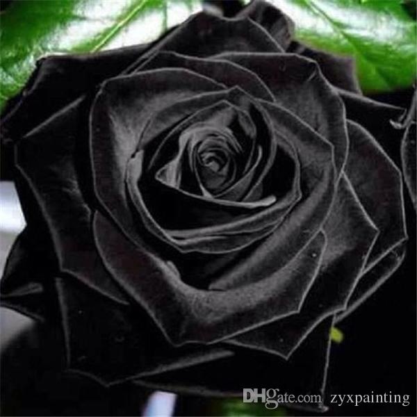 Black Rose Painting at PaintingValley.com | Explore collection of Black ...