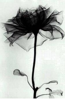 225x345 New Arrive 3d Diy 100% Diamond Mosaic Picture Black Rose - Black Rose Painting