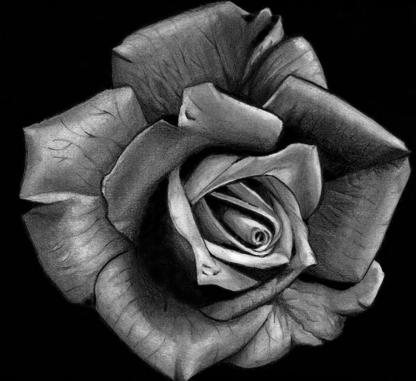 600x550 Black Rose Immortal By Painting My Horror - Black Rose Painting