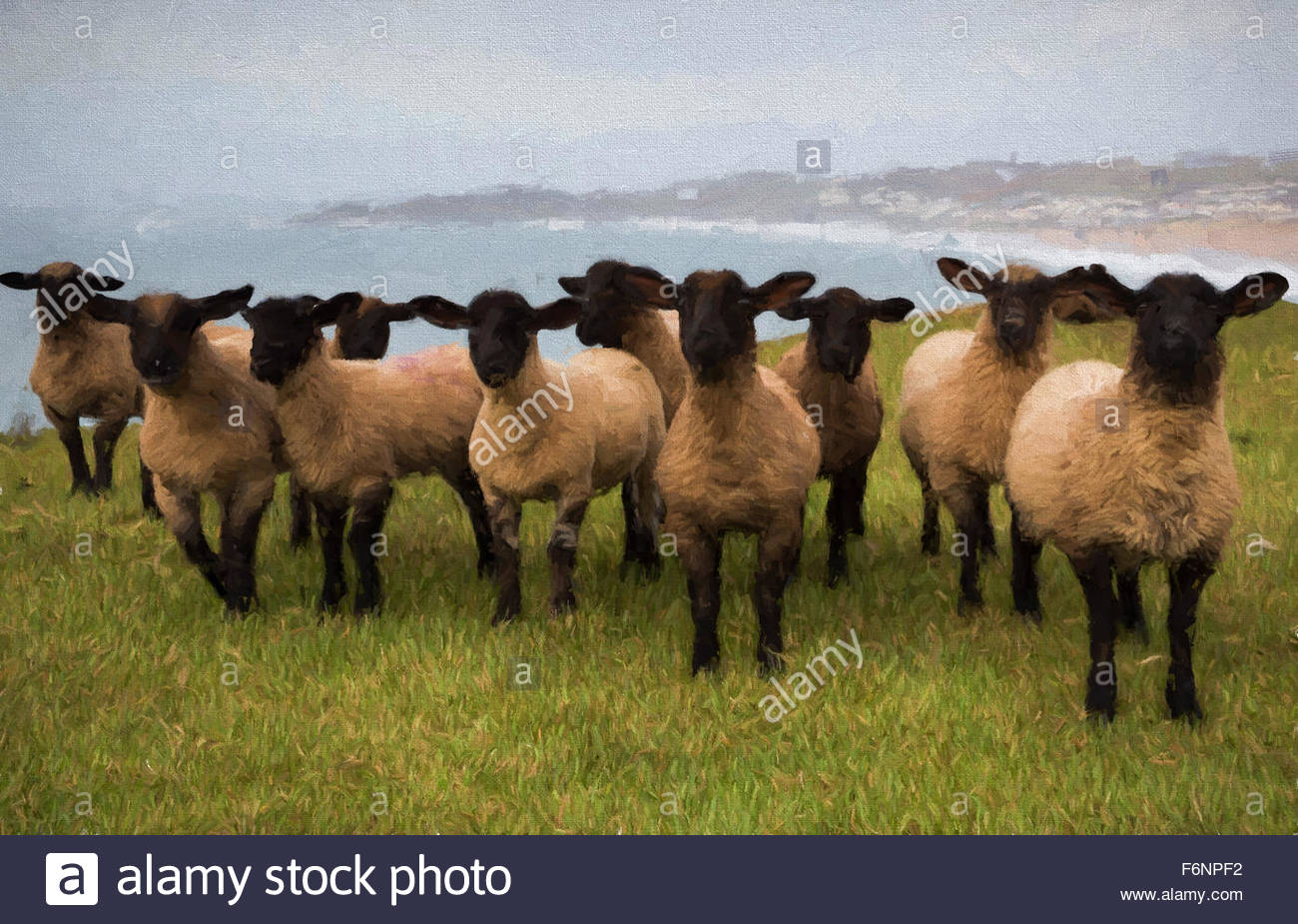 1300x925 Herd Of Black Sheep With Black Face And Legs Illustration Like Oil - Black Sheep Painting