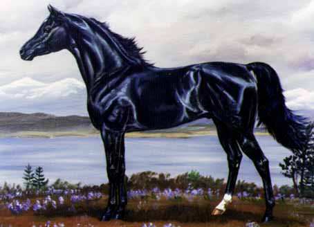 454x328 The Whitcomb Gallery Arabians - Black Stallion Painting