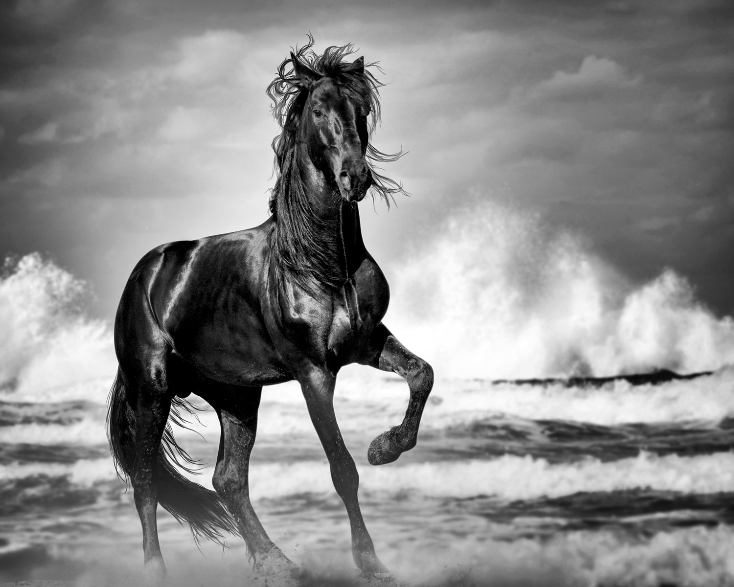 1500x1200 Wild Horse Print Black Stallion Horse Art Print Horse - Black Stallion Painting