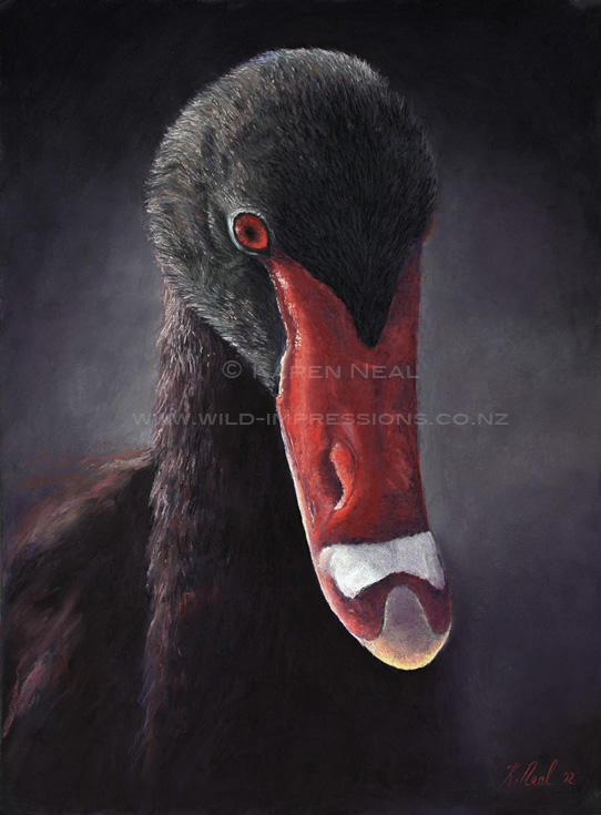 542x735 Black Swan Painting By Wildlife Artist Karen Neal - Black Swan Painting