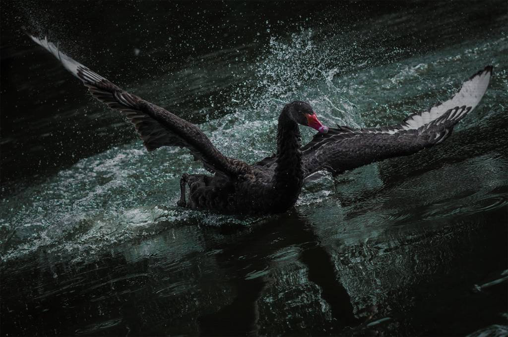 1024x679 Dibond Painting Black Swan 148x98cm - Black Swan Painting