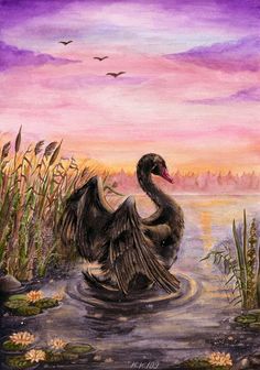 236x336 Black Swan Painting By Hailey E Herrera Swans - Black Swan Painting