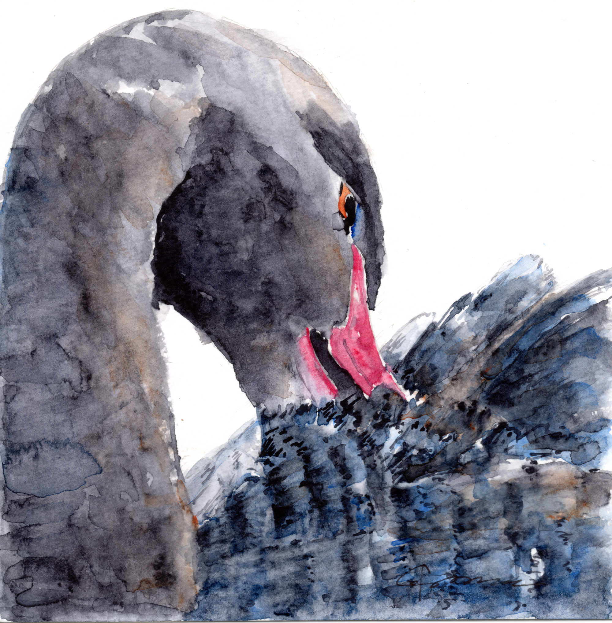 2000x2038 Black Swan Watercolor Painting - Black Swan Painting