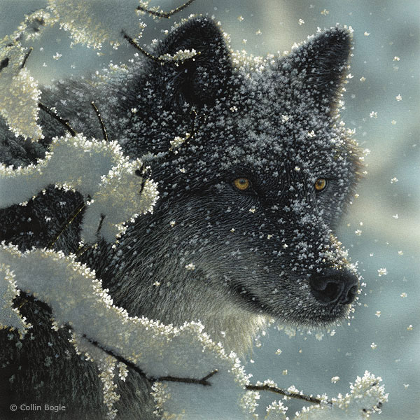 600x600 Wolf Paintings, Wolf Art Prints, Wolves Painting Artist - Black Wolf Painting
