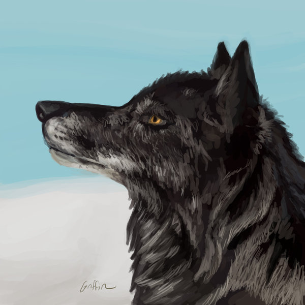 600x600 Black Wolf - Black Wolf Painting