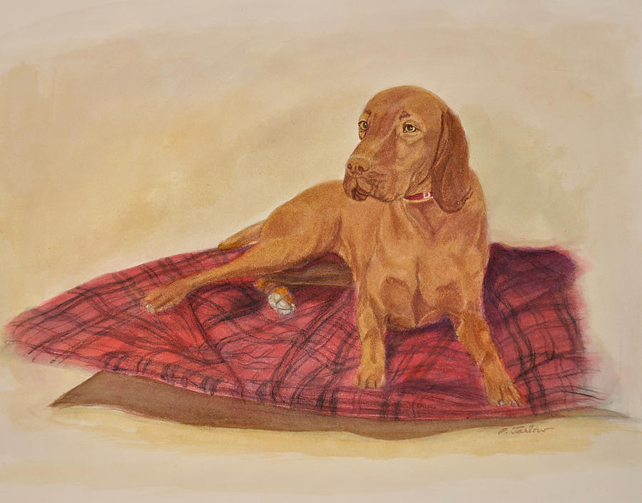 900x705 Vizsla Dog On Red Blanket Painting By Phyllis Tarlow - Blanket Painting