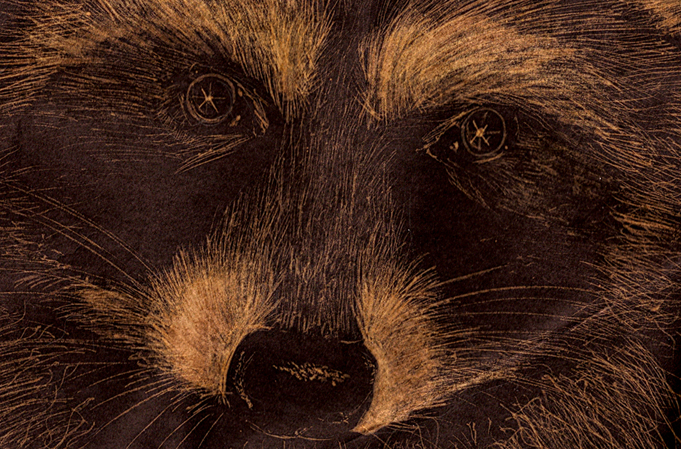 681x449 Raccoon - Bleach Painting
