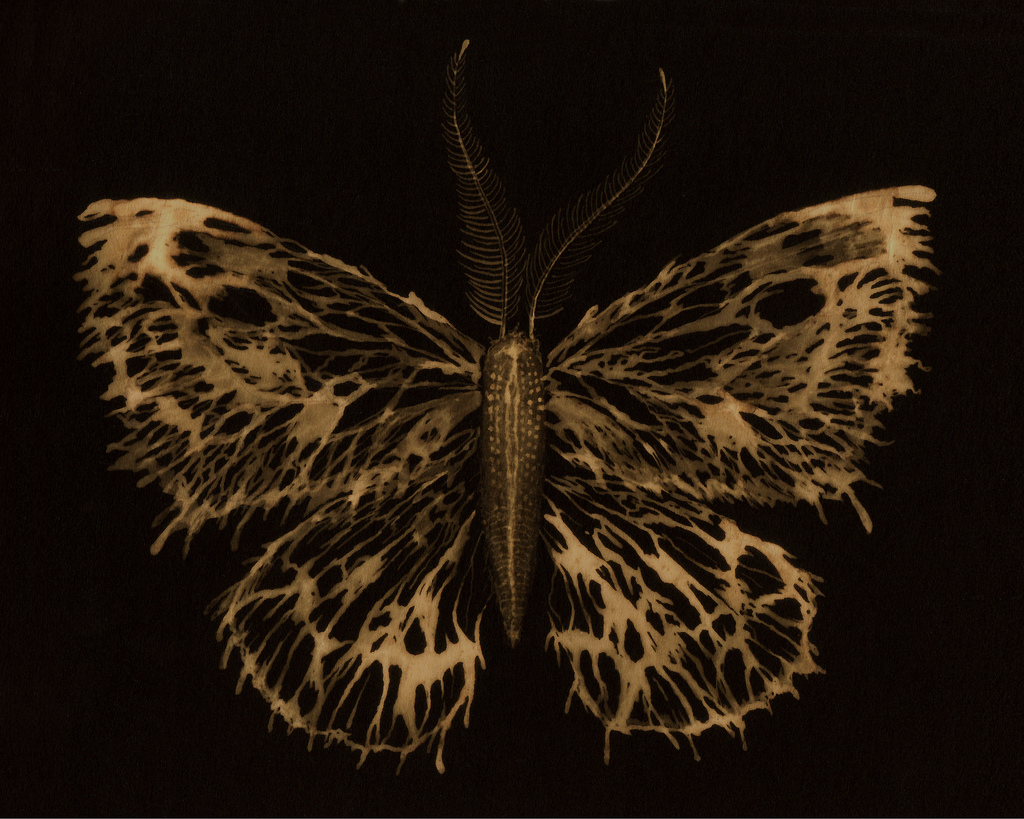 1024x819 Skeletal Moth, 10 X 8 Bleach Painting, April 2007 - Bleach Painting