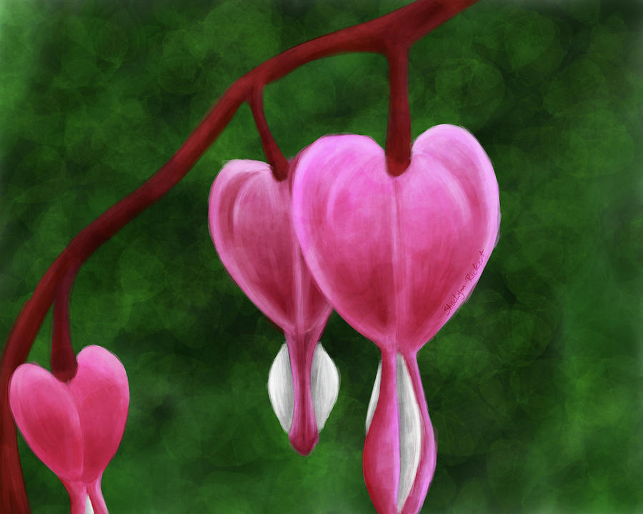 900x720 Bleeding Hearts Painting By Shaelynn Rickert - Bleeding Heart Flower Painting