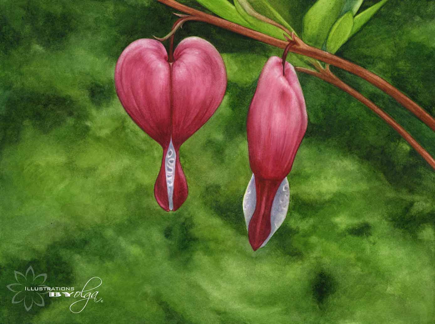 1388x1033 Illustrations By Olga July 2010 - Bleeding Heart Flower Painting