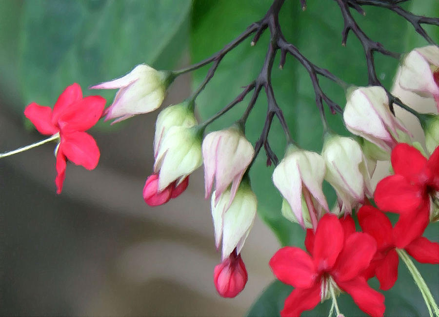 900x650 Red Bleeding Heart Flower Painting By Jeelan Clark - Bleeding Heart Flower Painting