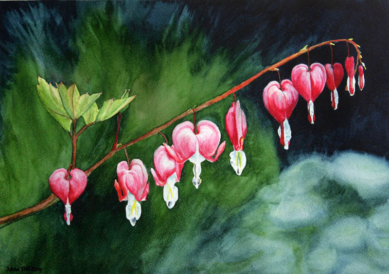 800x564 Two Versions Of Bleeding Hearts - Bleeding Heart Flower Painting