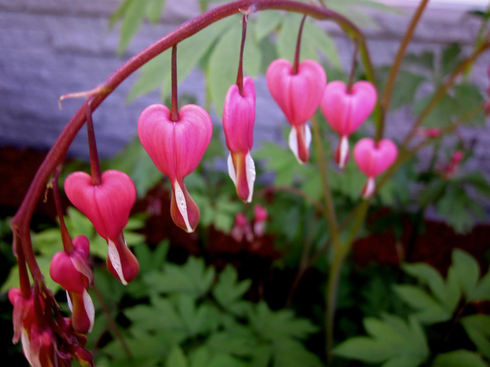 1600x1200 Viewing Gallery - Bleeding Heart Flower Painting
