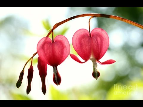 480x360 Bleeding Heart Flower - Bleeding Heart Flower Painting