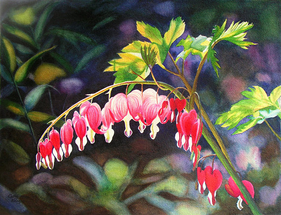 570x436 Bleeding Heart Art Watercolor Painting Print By Cathy - Bleeding Heart Flower Painting