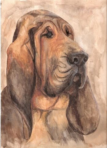 349x480 Dogs Painting And Sculpture By Stephanie Morris - Bloodhound Painting