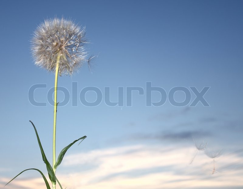 800x624 A Dandelion Blowing Seeds In The Wind. Stock Photo Colourbox - Blowing Dandelion Painting