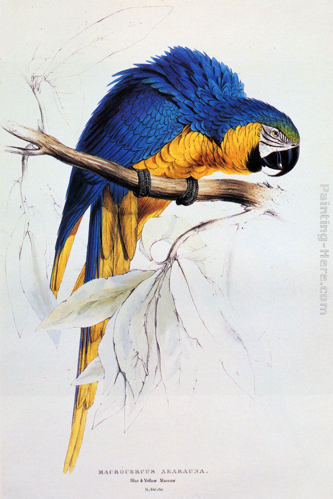 667x1000 Edward Lear Blue And Yellow Macaw Painting Anysize 50% Off - Blue And Yellow Painting